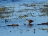 Bruchwasserläufer 19.4.20