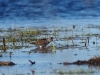 Bruchwasserläufer