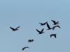 Kormoran 19.4.20