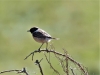 Schwarzkehlchen 19.4.20