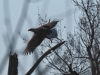 Seeadler 19.4.