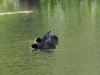 Bläßhuhn1
