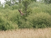 Seeadler1