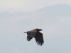 Seeadler2