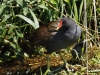 Teichhuhn mit Küken