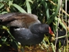 Teichhuhn