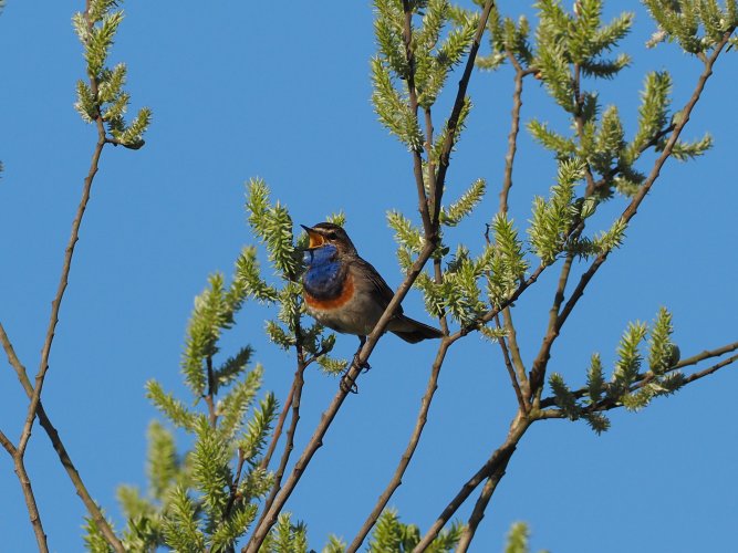 Blaukehlchen