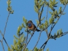 Blaukehlchen