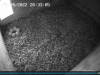 Turmfalke_29042022