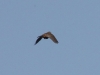 IMG_6021-Blaukehlchen Flug