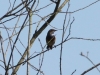 IMG_6033-Blaukehlchen