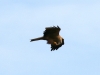 2Z8A3148-Schwarzmilan