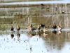 2Z8A0321-Regenbrachvogel