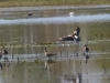 2Z8A0338-Regenbrachvogel