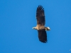 2-seeadler-maennchen