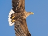 3-seeadler-weibchen