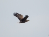 4-seeadler-maennchen