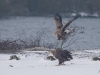 seeadler-paarung-1