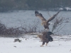 seeadler-paarung-2