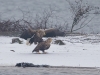 seeadler-paarung-3