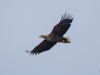 4-seeadler