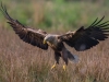 seeadler