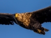 seeadler-1