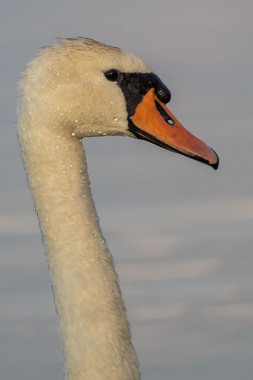 Höckerschwan