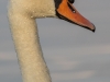 Höckerschwan