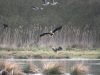 Seeadler_Meerbruch
