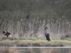 Seeadler_Meerbruch_a