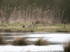 Seeadler_Meerbruch_b