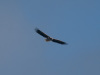 Seeadler_Meerbruch_c