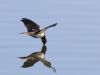 R5_5236_DxO_crop