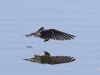 R5_5237_DxO_crop