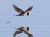 R5_5238_DxO_crop