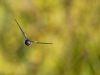 R5_6172_DxO_crop