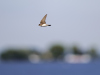 R5_4394_DxO_crop