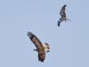 R5_2020_DxO_crop2