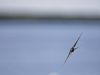 R5_2331_DxO_crop2