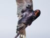 R5_2689_DxO_crop