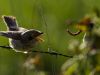 R5_3614_DxO_crop
