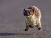 R5_0372_DxO_crop