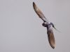 R5_0611_DxO_crop