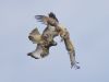 R5_1350_DxO_crop