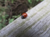 siebenpunkt-marienkaefer-coccinella-septempunctata