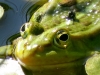 frosch