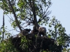 seeadler-haliaeetus-albicilla-2