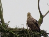 seeadler-alter-horst