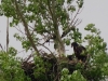 vogelbiotop-seeadler-nachwuchs